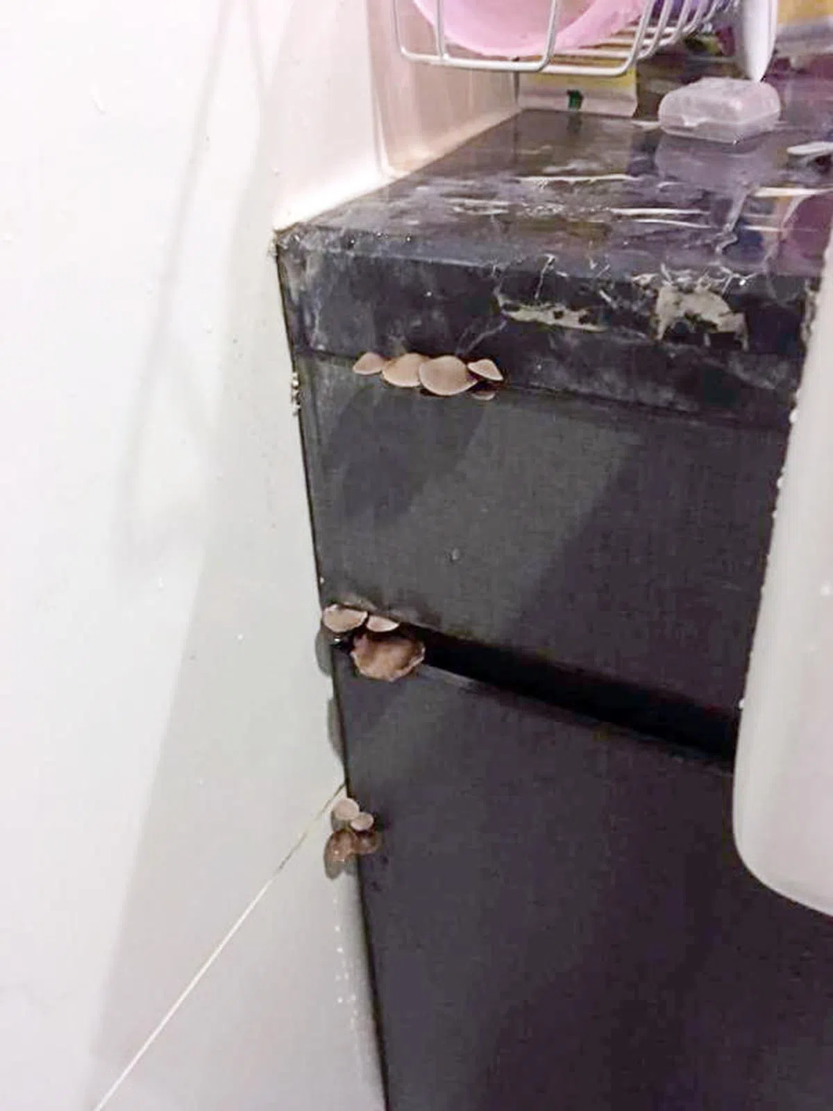  何先生申诉购买的公寓单位太潮湿，屋里的壁橱甚至长出蘑菇。（联合晚报） 