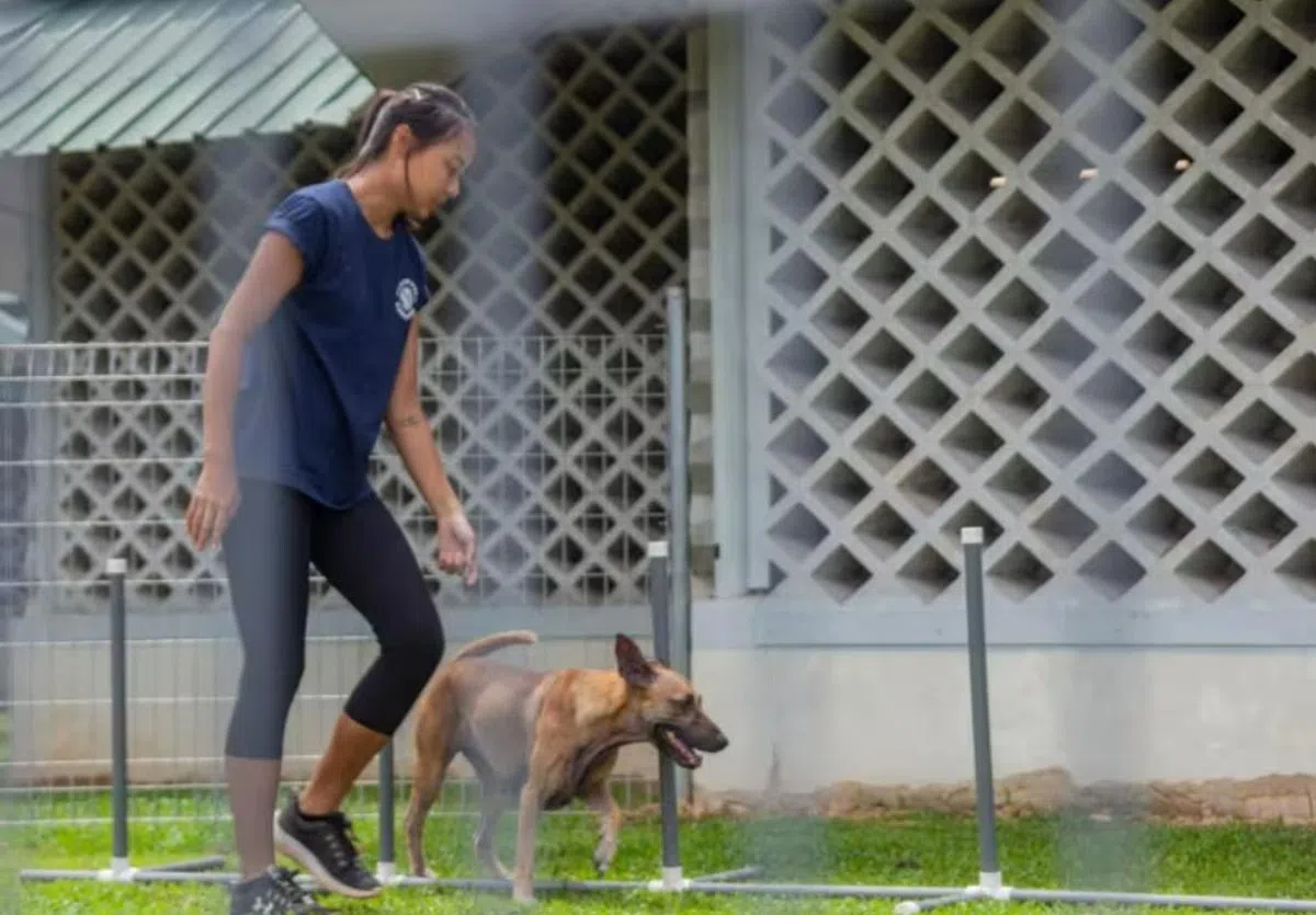 陪狗练跑也是在做义工哦！（新加坡防止虐待动物协会脸书）