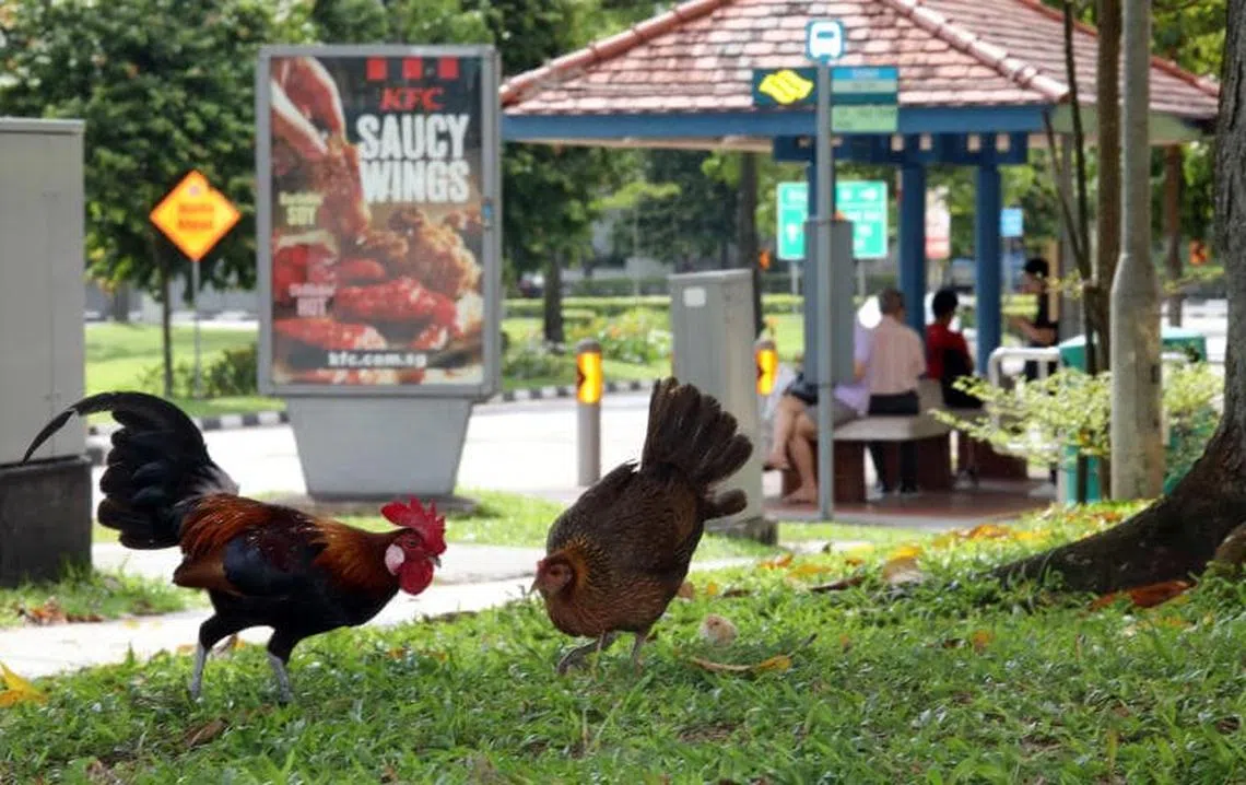 不知道野鸡们有没有看到后面快餐店卖鸡翅的广告......（取自《联合晚报》）
