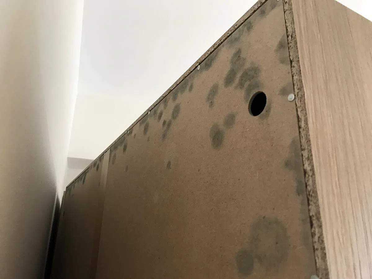 小黑点，别以为“躲”在橱柜后面就找不到你！（新明日报）