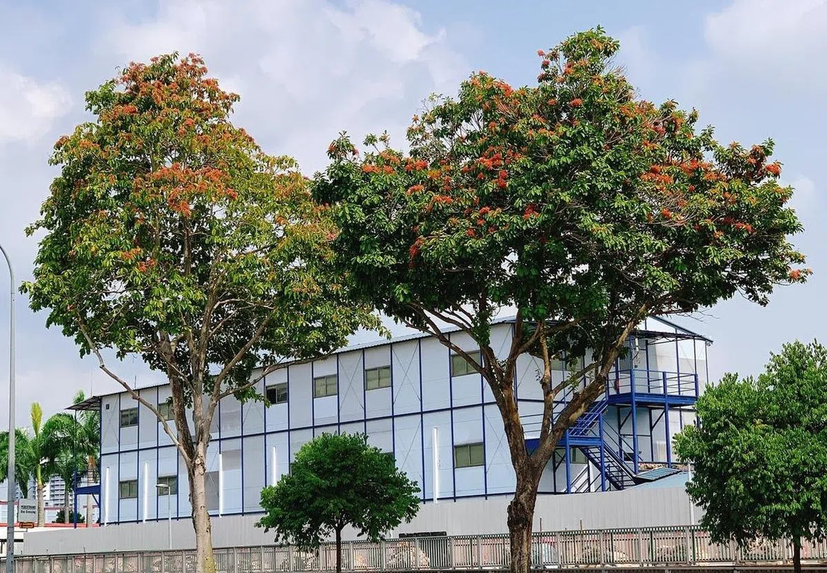  可在兀兰一带看到小花苹婆。（国家公园局） 