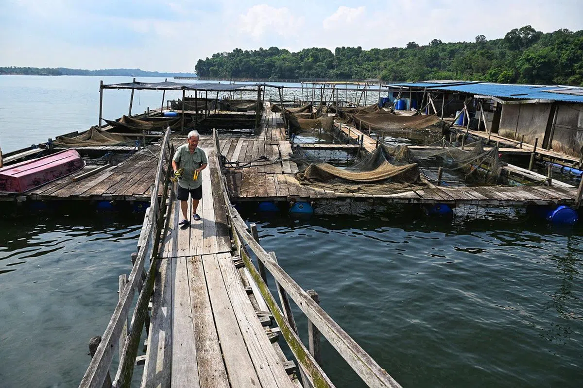要维持海上渔场的建筑结构，每年须投入大量资金。（海峡时报）