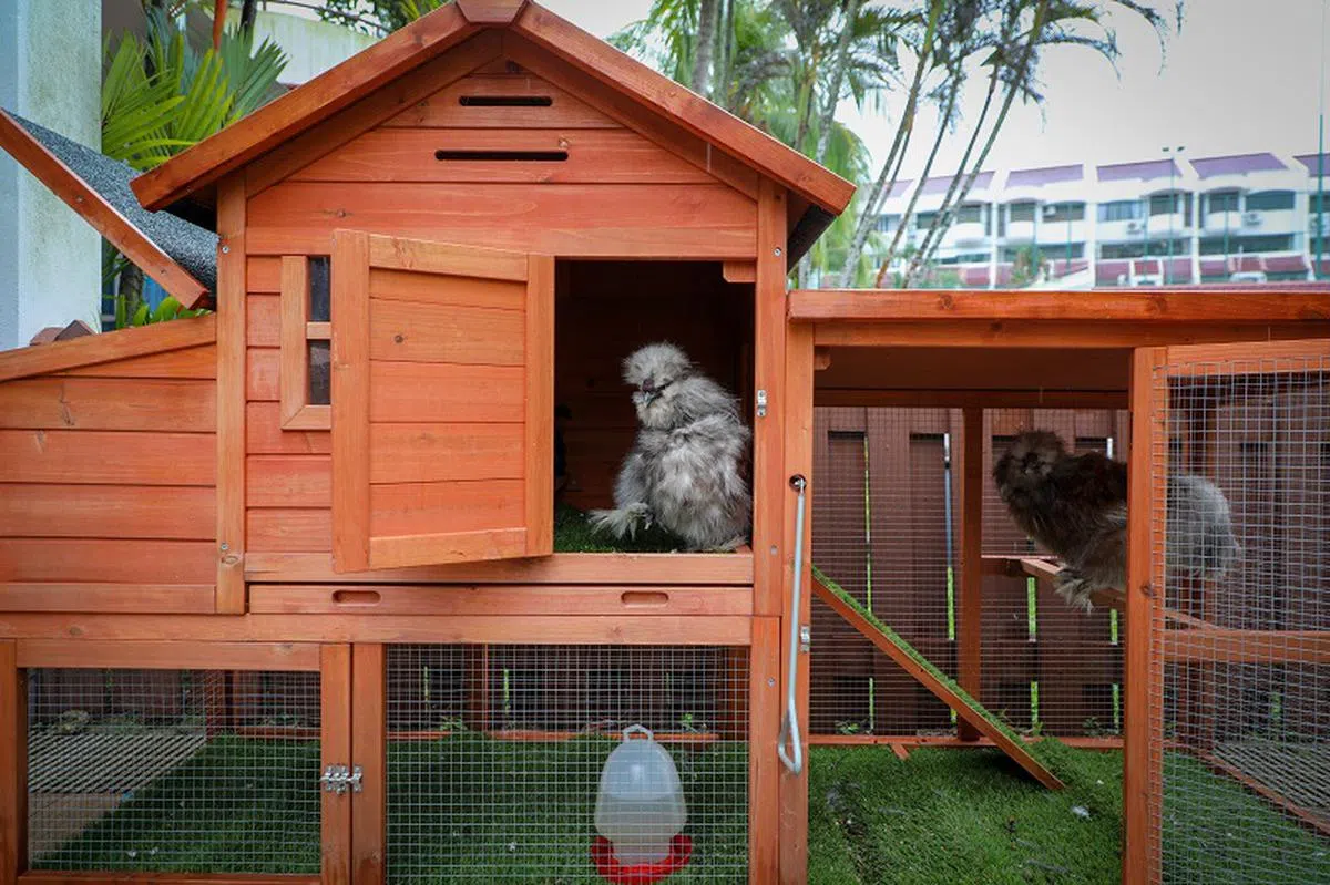  可以设想采用这种现代化，适合城市生活的鸡舍。（联合早报） 