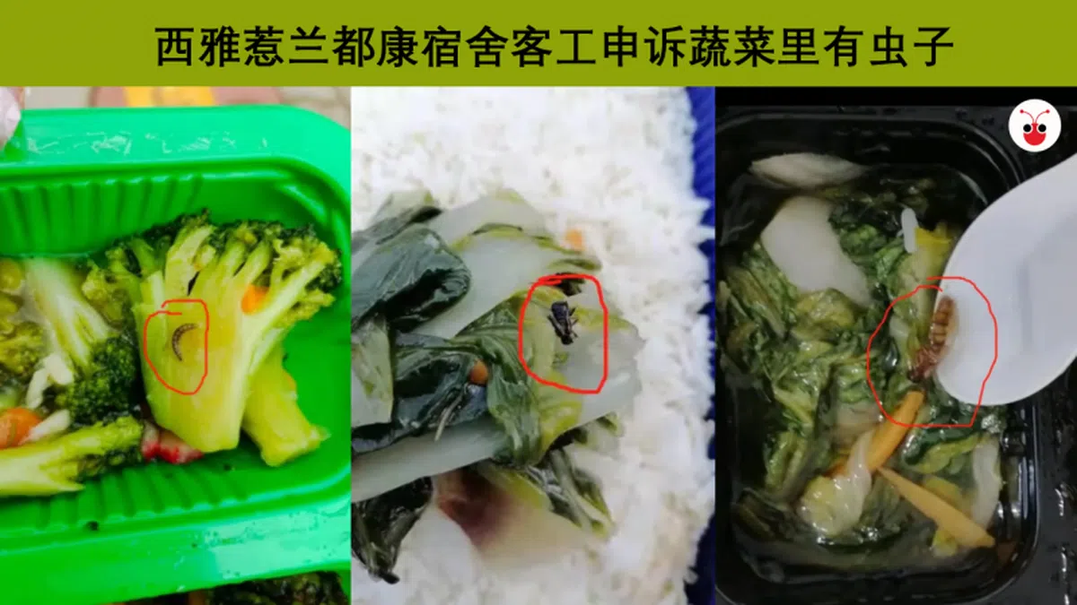 无法理解准备伙食的业者究竟是极度偷懒呢，还是恶趣味的想证明蔬菜无农药？（新加坡万事通 / 红蚂蚁制图）