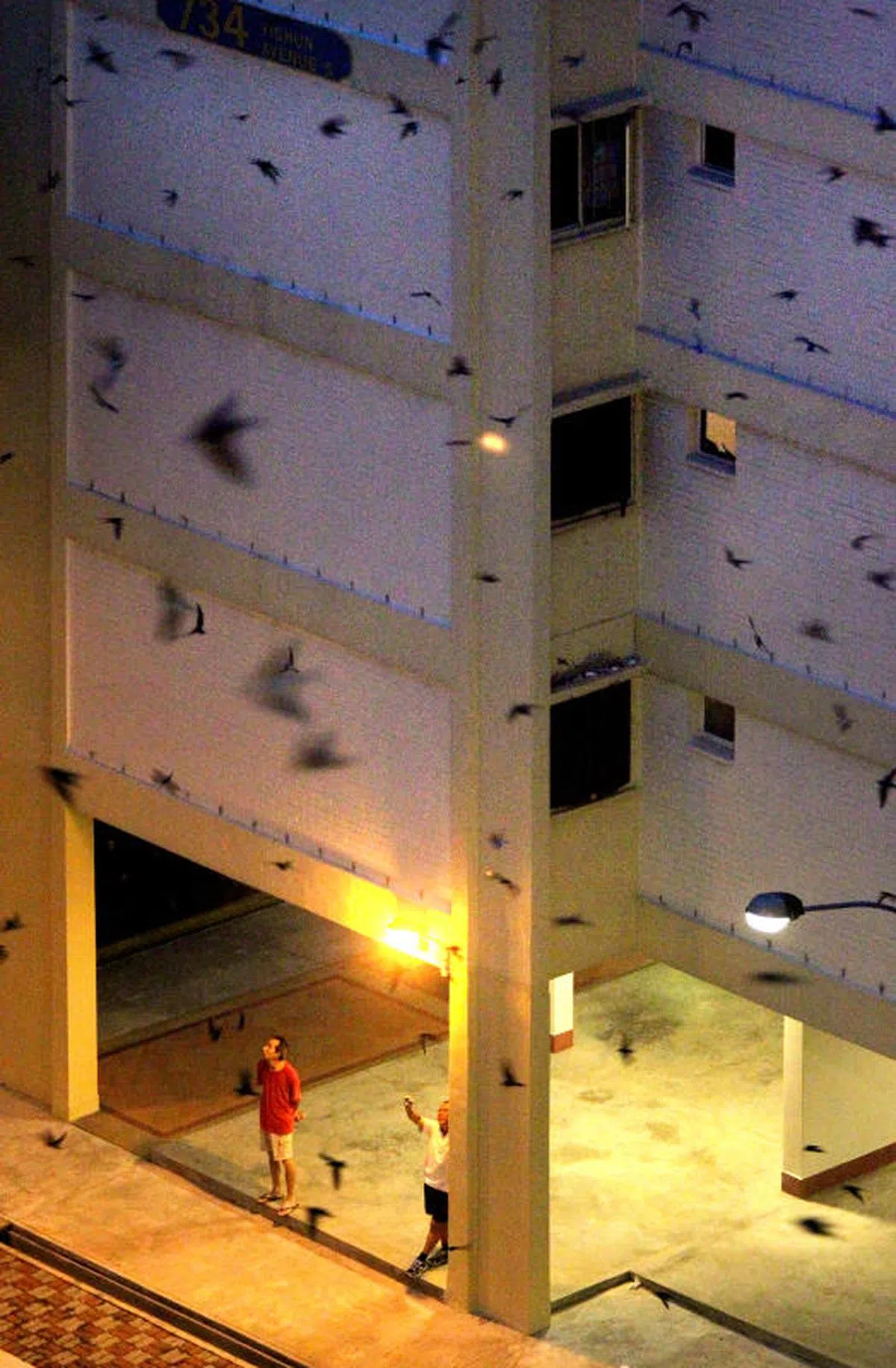  几年前困扰义顺居民的“鸟患”事件（新报） 