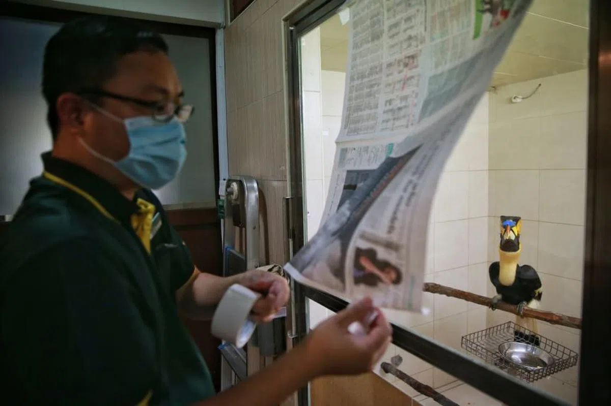  饲养员Khairul Atiq Misri把“病房”的窗户盖上，给喙部受伤的双角犀鸟（great pied hornbill）营造一个减压的环境，好让它尽快康复起来。（海峡时报） 