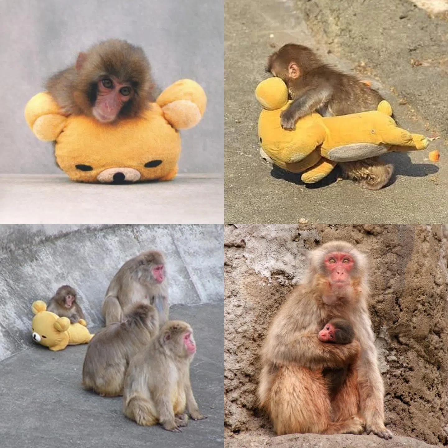 Otome从当年依赖“玩偶熊妈妈”的小猕猴，成长为右下角怀抱孩子的慈爱母亲。