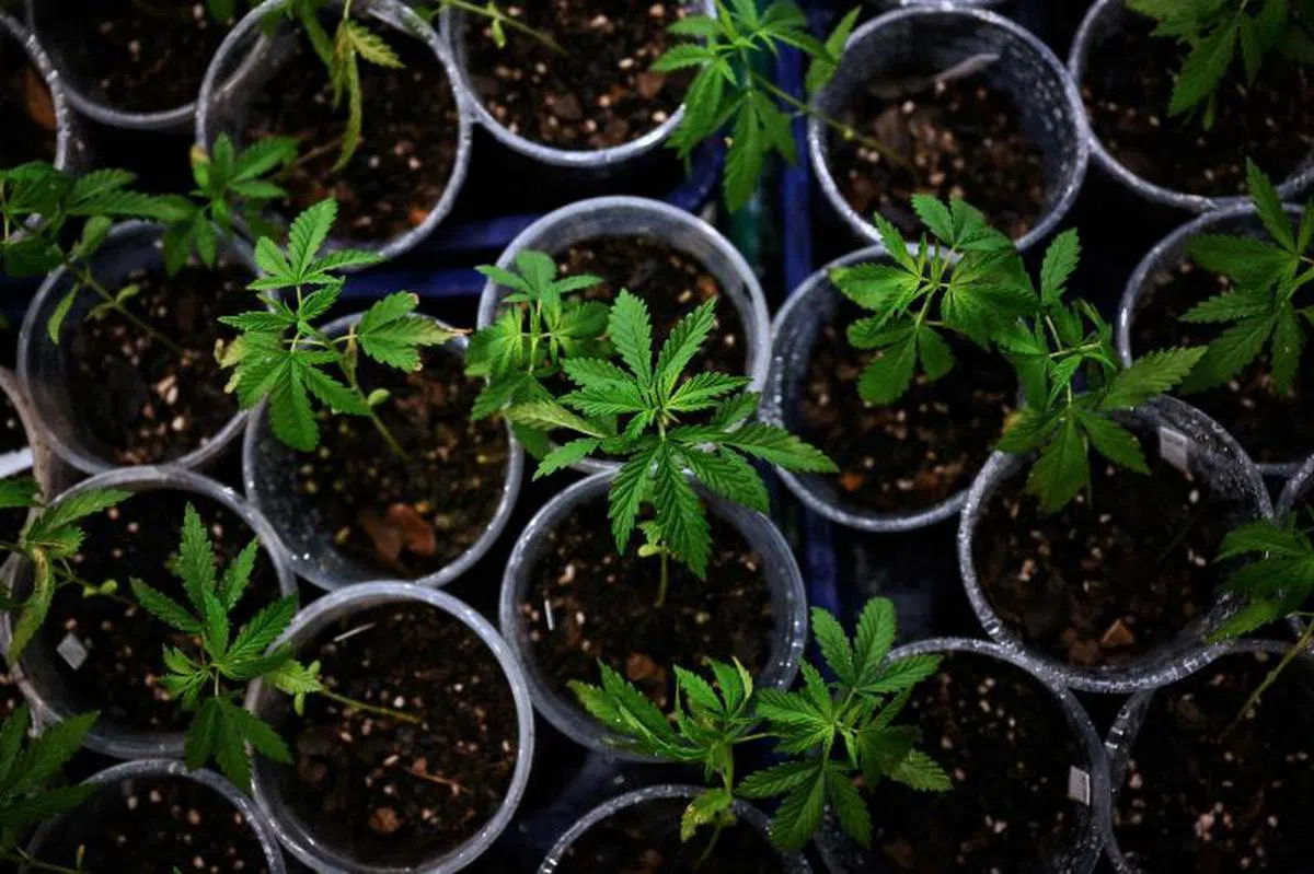 泰国允许当地家庭及企业在获得许可下种植大麻。（法新社）