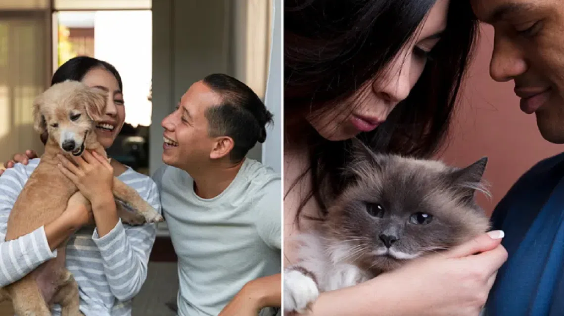 宠物帮助家庭身份预演？（Bumble）