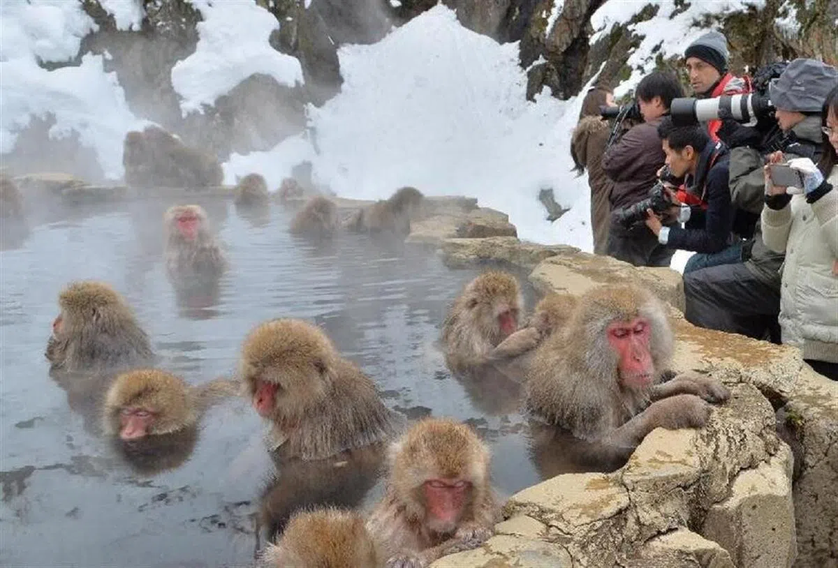 日本长野县地狱谷野猿公苑的猕猴们很享受在冬天泡温泉。（互联网）