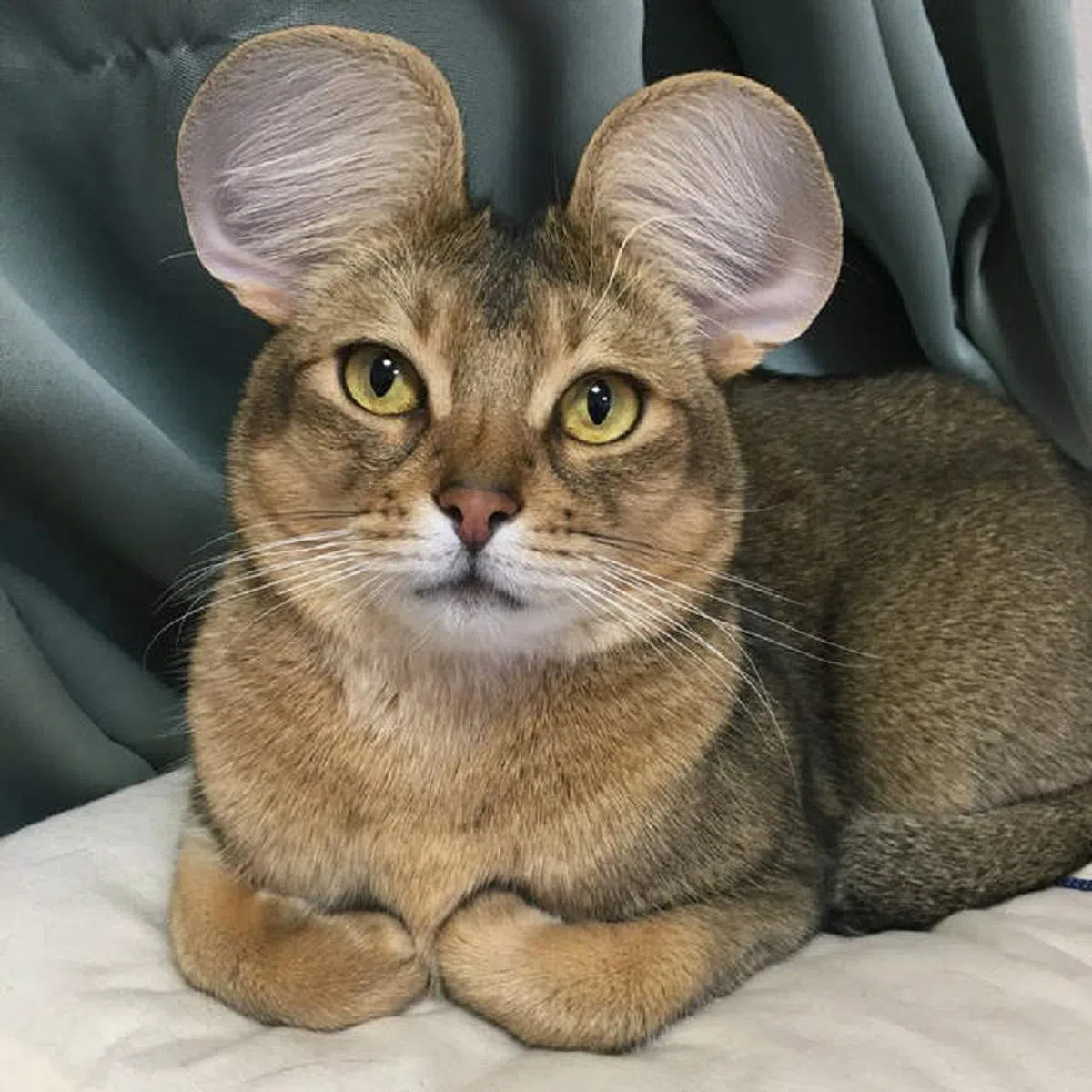 猫抓老鼠，傻傻分不清楚。（小红书截图）