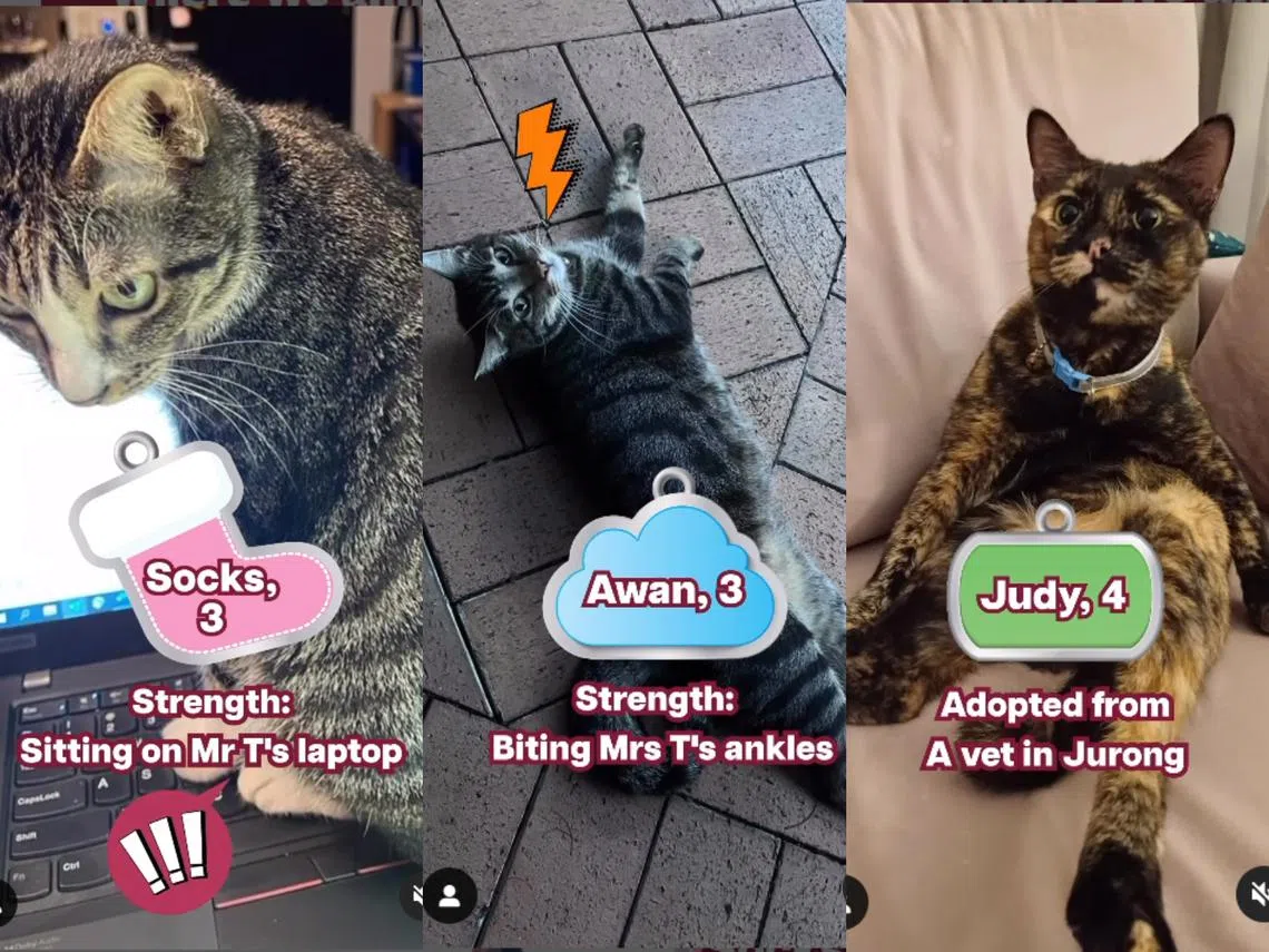 总统尚达曼的三只猫咪。（tharman.sg Instagram)