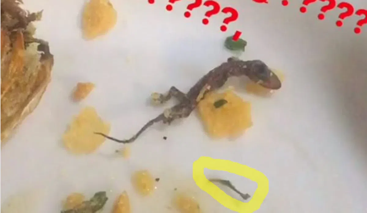  （取自el3na的Istagram） 