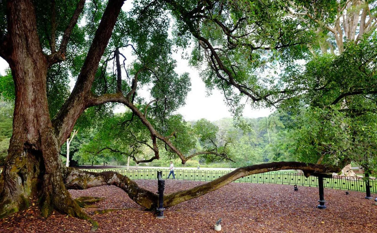  植物园香灰莉木。（互联网） 