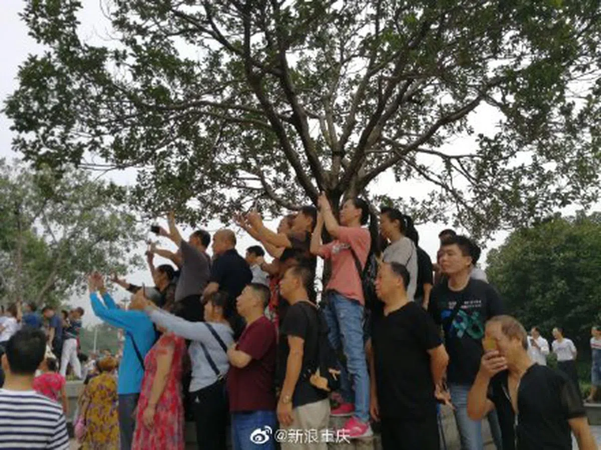  人们迫不及待想拍下打卡照。（新浪重庆微博） 