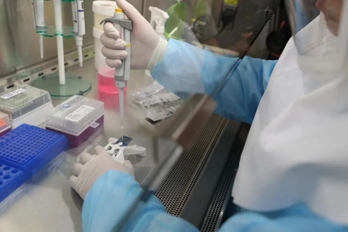  实验室人员将鼻咽拭子样本的核糖核酸（RNA）注入检测芯片中进行检测。（海峡时报） 