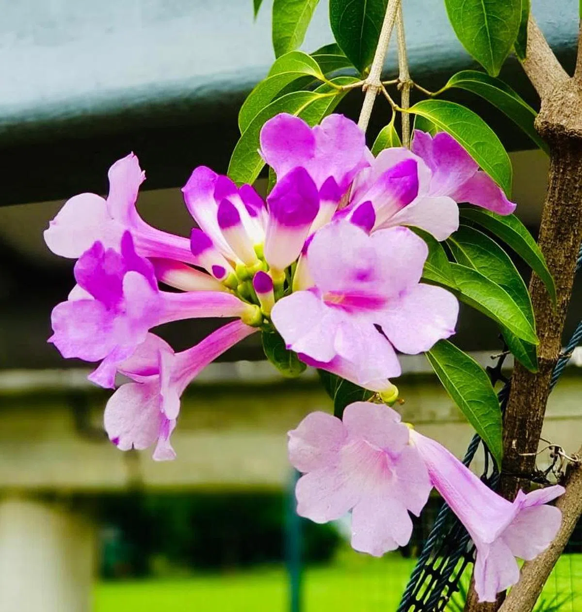  宏茂桥8道公园连道有盖走廊旁的蒜香藤（Garlic Vine）。（国家公园局） 