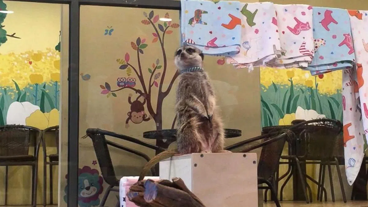 韩国现有宠物咖啡馆业者必须在四年内注册，否则就得关闭。（互联网）