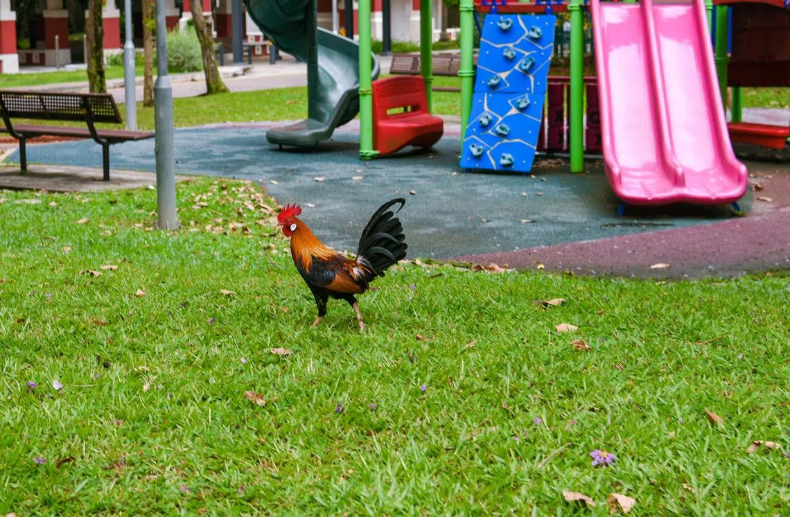 游乐场变身“养鸡场”？图为巴西立一带的一只野鸡。（海峡时报）
