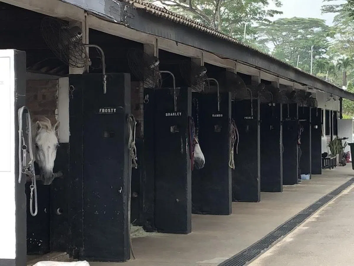  咖啡座隔邻就是武吉知马骑马俱乐部的马棚。（张丽苹摄） 