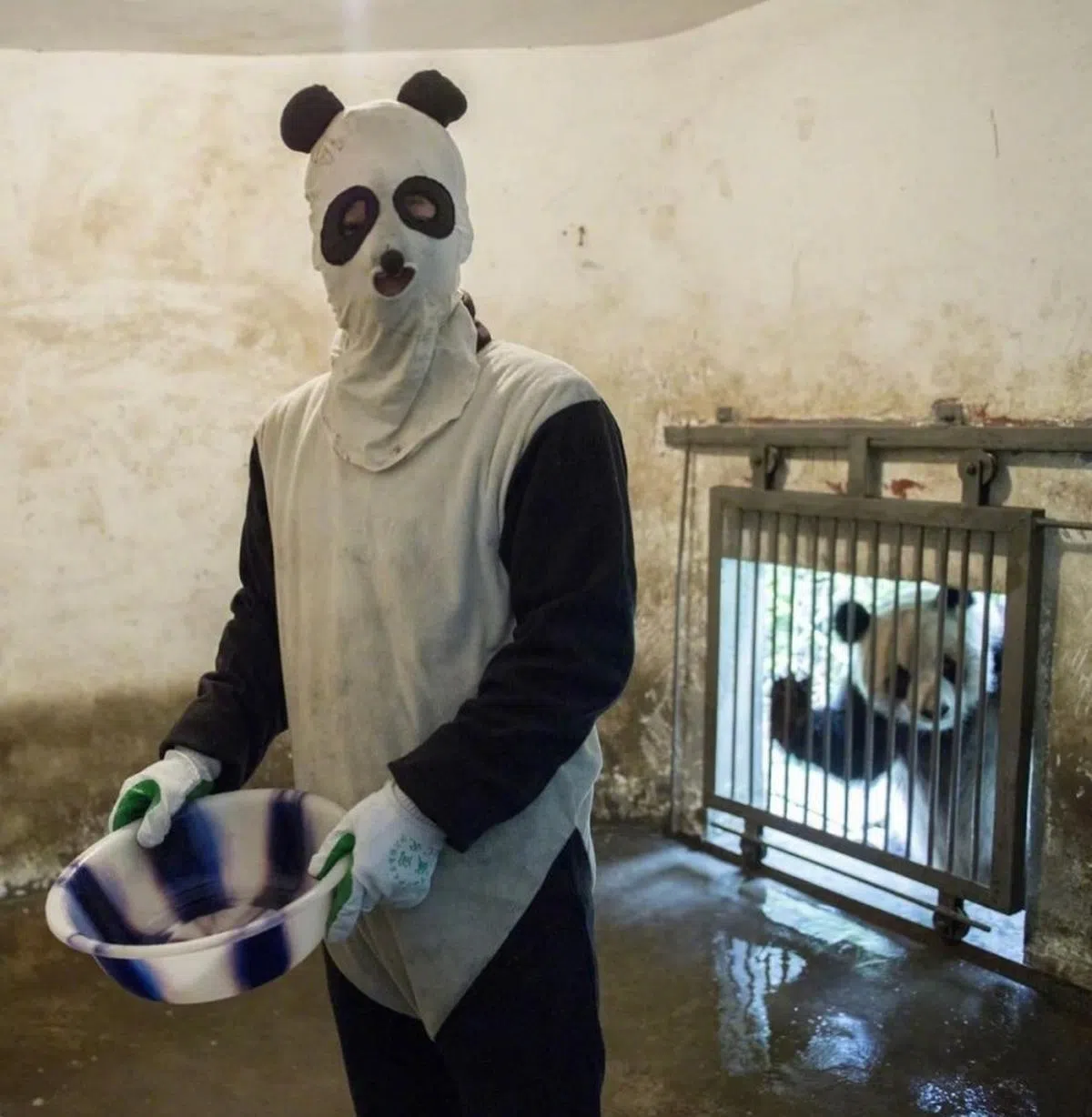 培育员鹊巢鸠占？（取自微博）