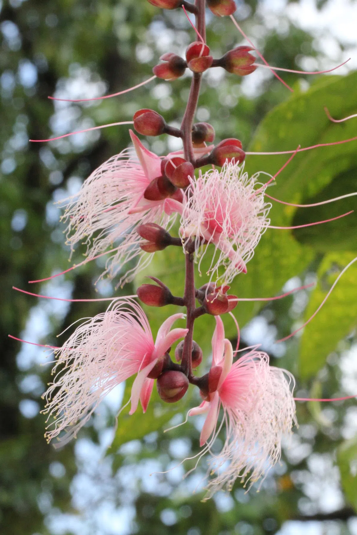  棋盘脚树（新加坡植物园） 