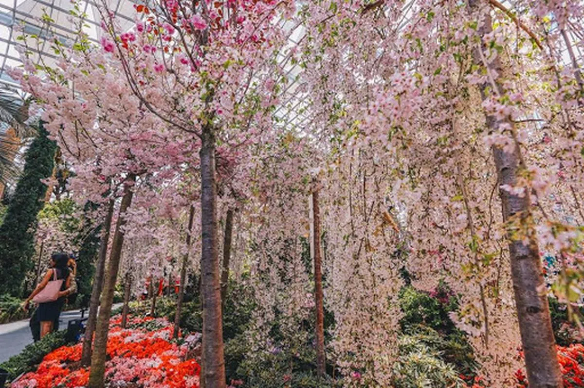  从日本空运过来的20多个品种的樱花树。（滨海湾花园面簿） 
