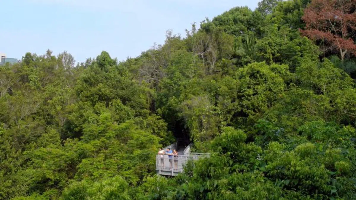  新加坡虽然是座城市，随处都能看到成片成片的绿意。（国家公园局视频截图） 