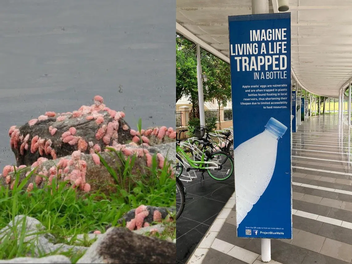 左图为实里达下段蓄水池出现大面积的福寿螺卵，遍布在沿岸、岩石，以及植物上。公众途经拍下此景，发布到新加坡自然学会的脸书社群，引发关注。 右图为挂在滨海湾的百盛亲水天地一带的直幅。（取自新加坡自然学会脸书/Robin Rheaume ）