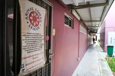 动物热爱者协会位于双溪登加动物之家的场地。