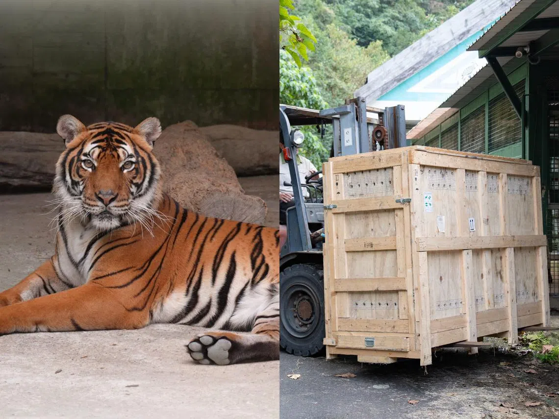 马来亚虎“Serikin”2月送抵新加坡“交流”。（台北市立动物园官网）