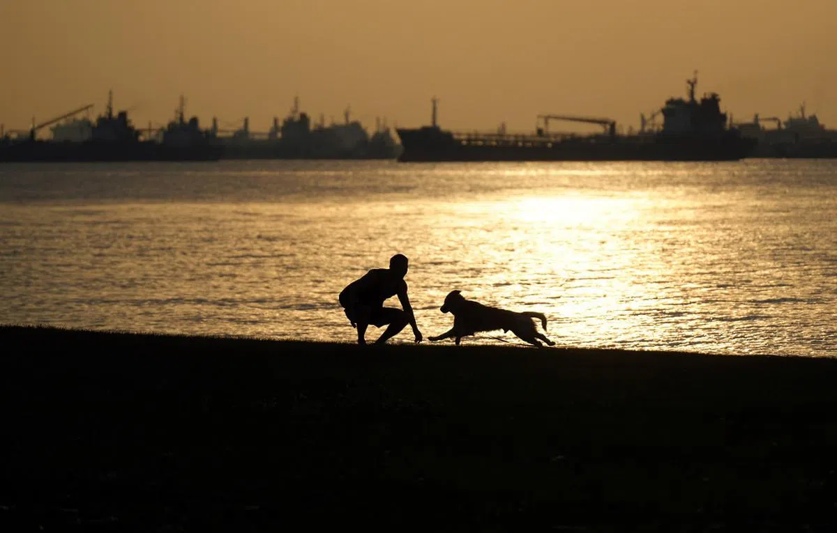 夕阳西下，一人一犬在东海岸公园嬉戏。（联合早报）