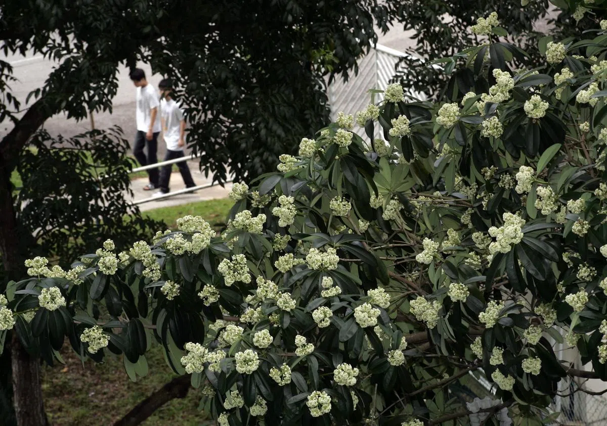  每年11月到12月为开花时期的“黑板树”。（我报） 