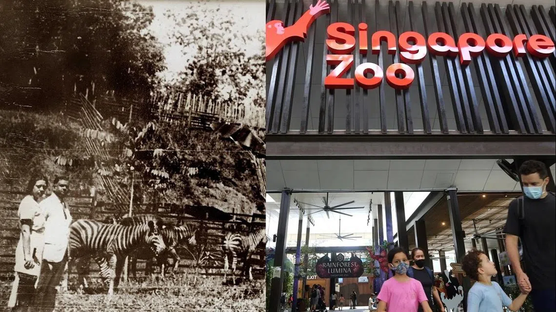 新加坡动物园明年“建园”50周年，但其实早在上世纪20年代本地就已出现首个动物园（左）。（合成图）