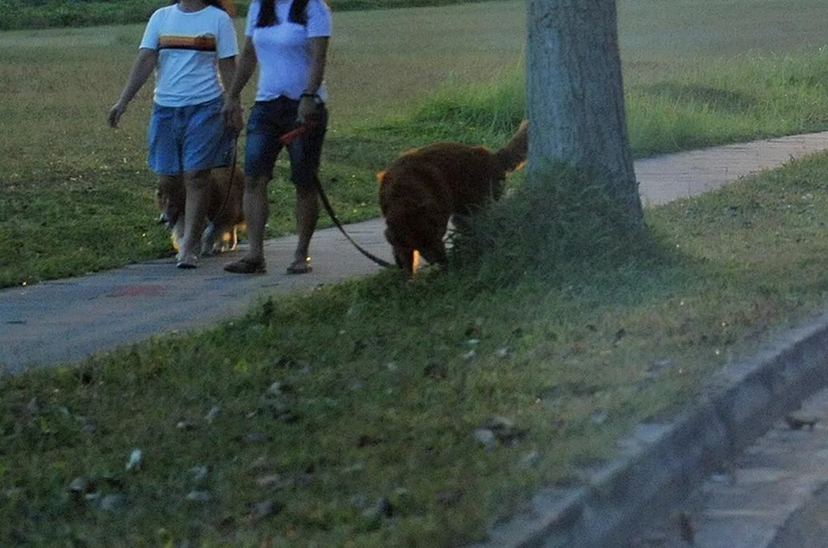 有女佣说，她在雇主家的主要职责是照料两只英国斗牛犬，唯一要做的家务就是吸地和抹地。（海峡时报示意图）