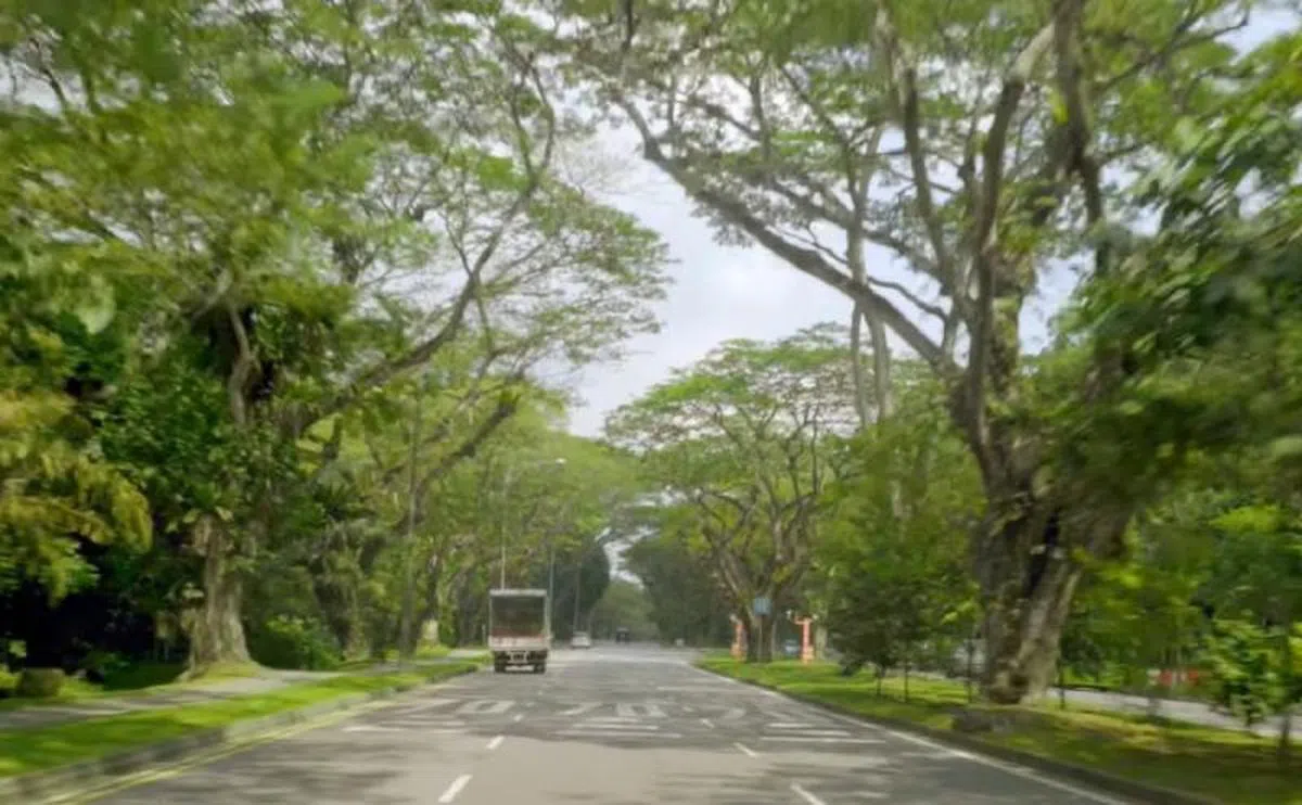  新加坡的高速公路大多数都是林荫大道。（国家公园局视频截图） 