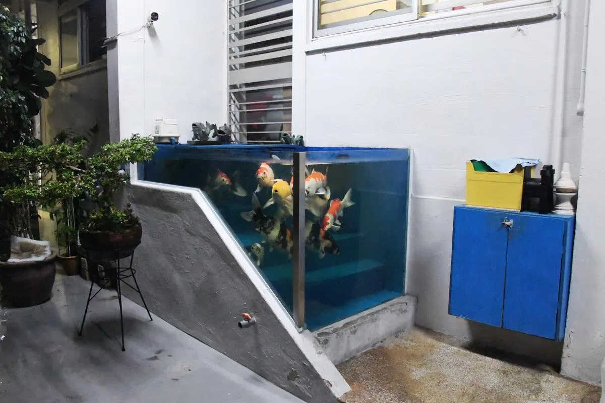  建屋局以安全考量为由要求屋主将鱼缸拆除。（新明日报） 