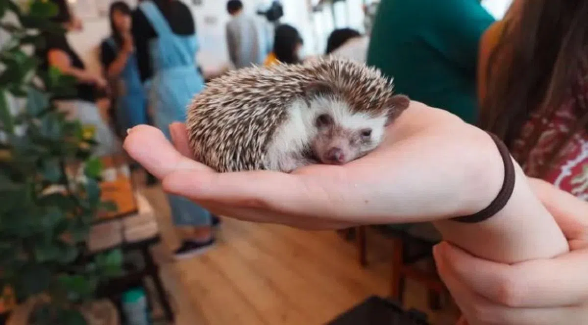 研究发现，日本约六成的宠物咖啡馆饲养受国际贸易法限制的外来物种。（互联网）