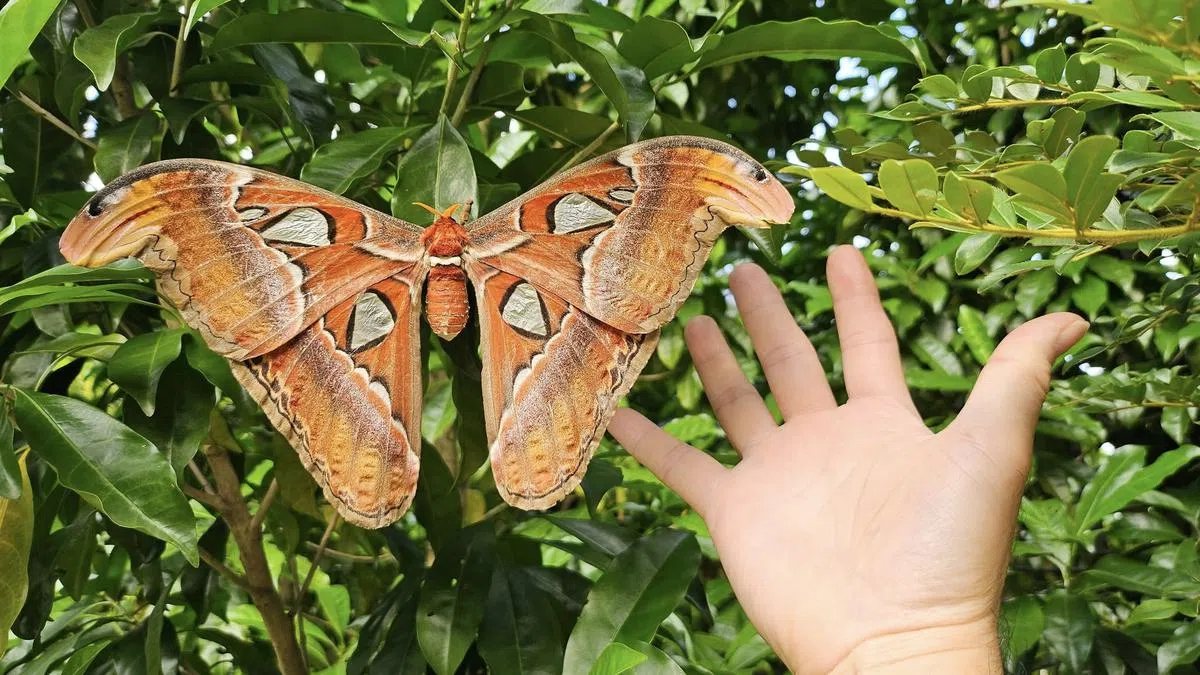 比手掌还大的蛾皇（Atlas Moth）。