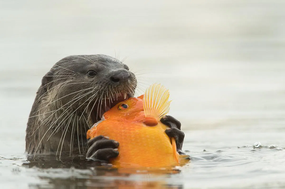  我们滑毛江獭最爱吃鱼，如红树林和水道内的罗非鱼（tilapia）、大鲶鱼（catfish）、生鱼（snakehead fish），有时也吃虾（不要以为我们“没鱼虾也好”）。不过由于我们见到鱼就会忍不住想咬掉鱼头，所以有时也会吃错鱼，好像现在。怎么办，该丢掉吗？ 