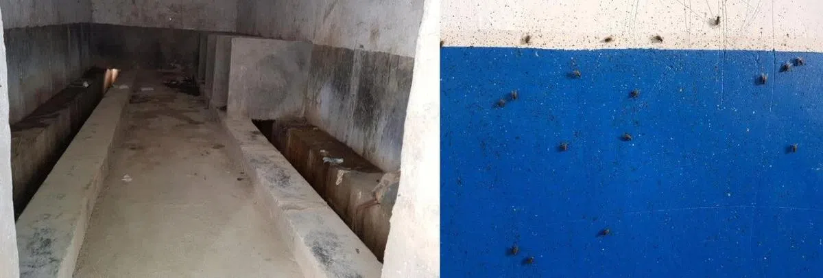  厕所里都是苍蝇，孩子们还要清理。（一席） 