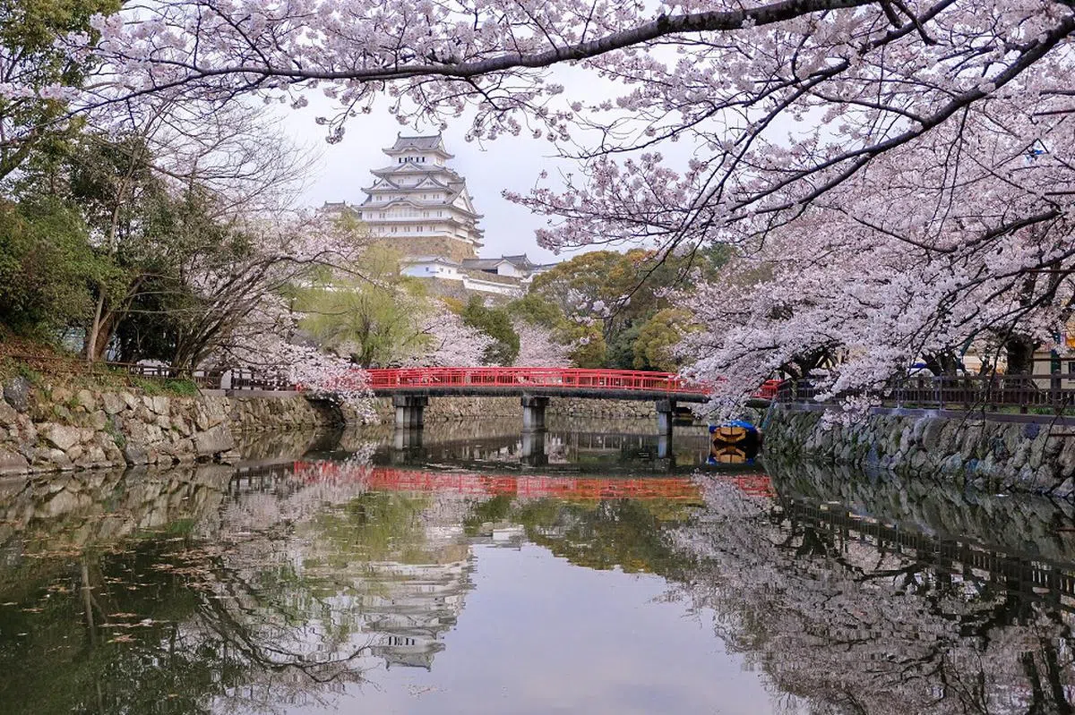 盛开的樱花簇拥着姬路城。（互联网）