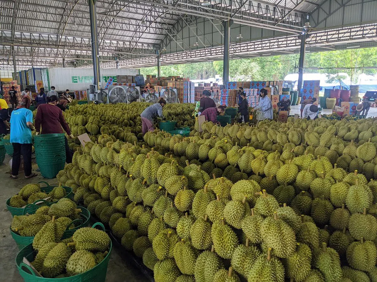 泰国是全球最大的榴梿生产国。图为泰国东部庄他武里的一家榴梿出口中心。（海峡时报）