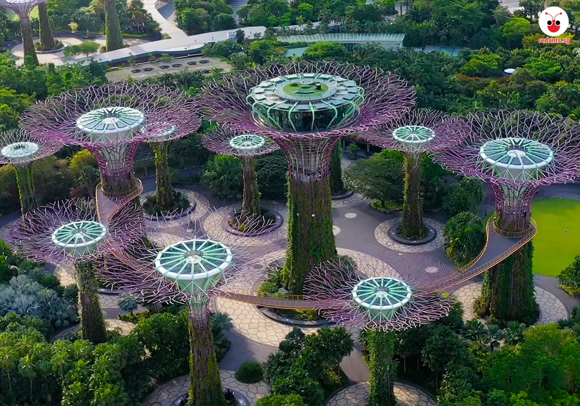 猜猜看滨海湾花园如何为擎天树浇水？(黎晓昕制图)