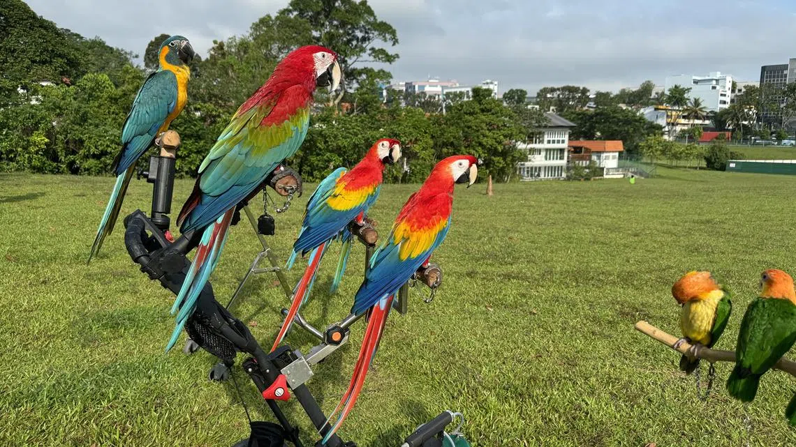 金刚鹦鹉和情侣鹦鹉。（红蚂蚁摄）