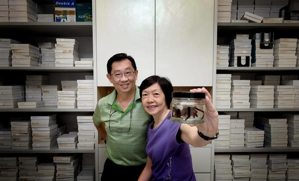 许国丰（左）与太太朱佩芬采集研究东南亚蜘蛛，所收藏的种类与数量惊人。无论派驻哪个城市，他们都带着后面一盒盒的蜘蛛标本。（联合早报）