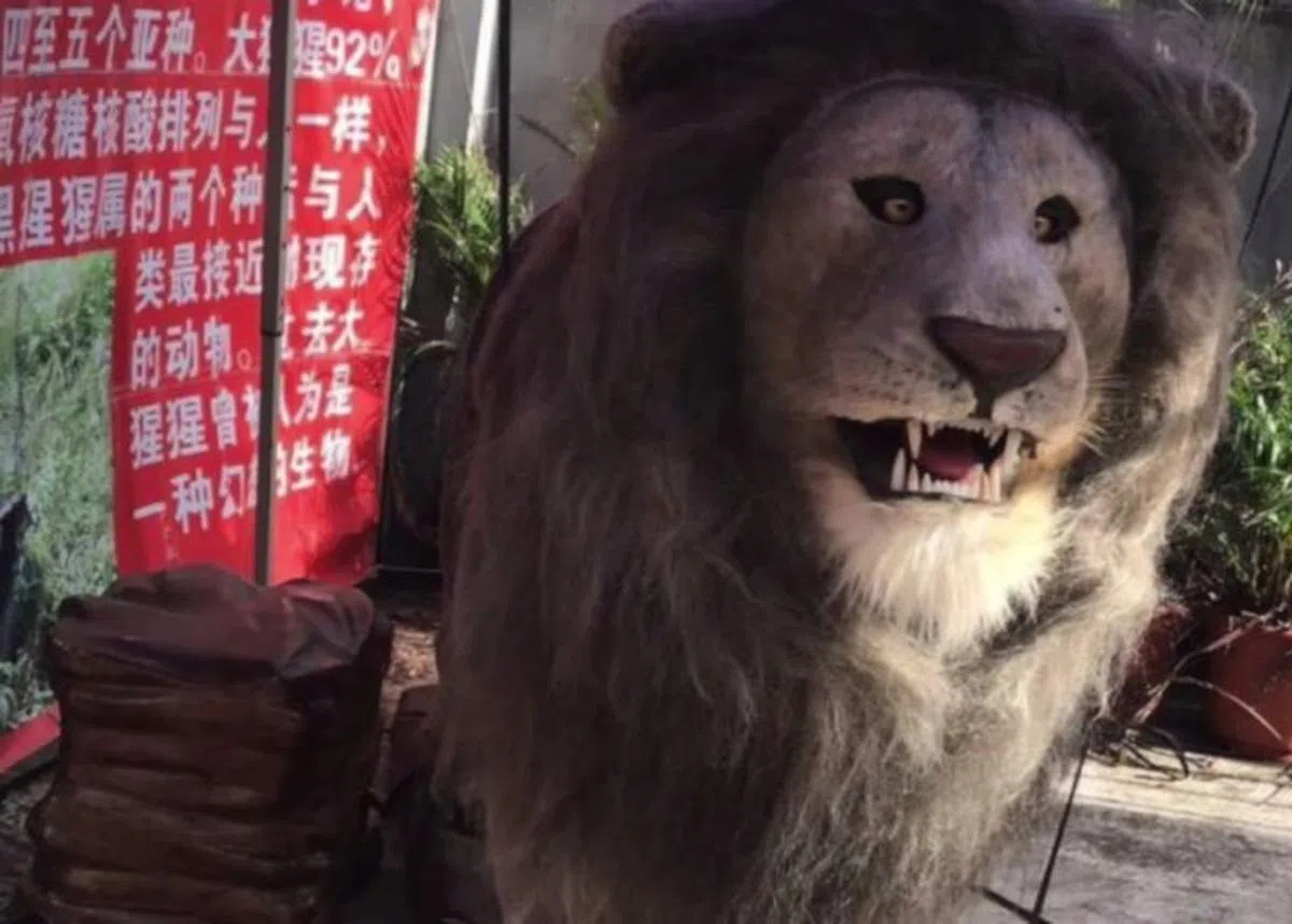  投诉人指狮子原来只是电动玩具。（互联网） 