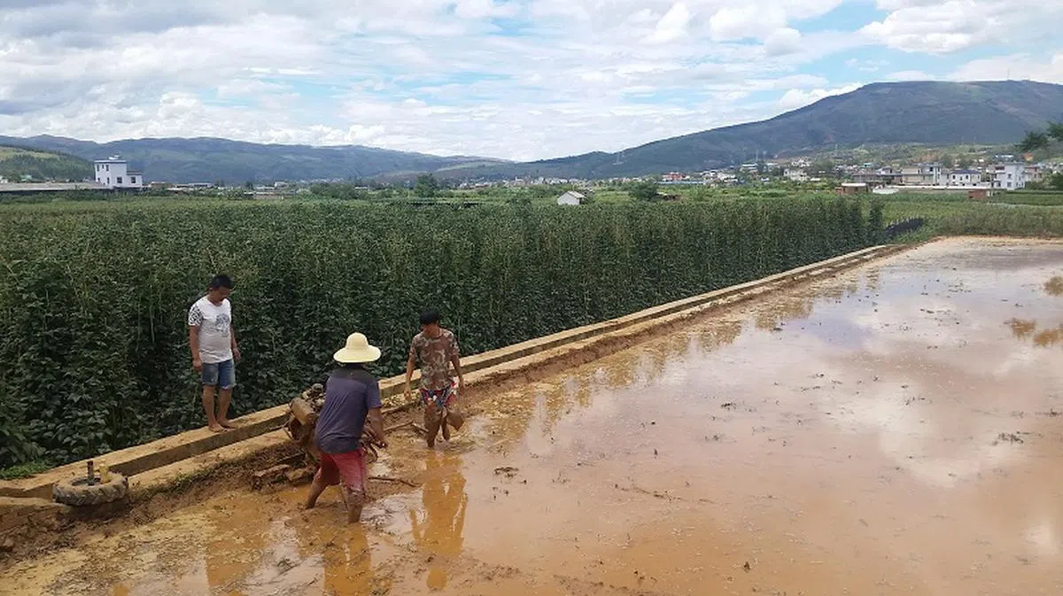 地球生病会引发一连串经济及生计问题，如粮食安全受威胁等。图为中国云南几年前土壤受污染。（海峡时报）