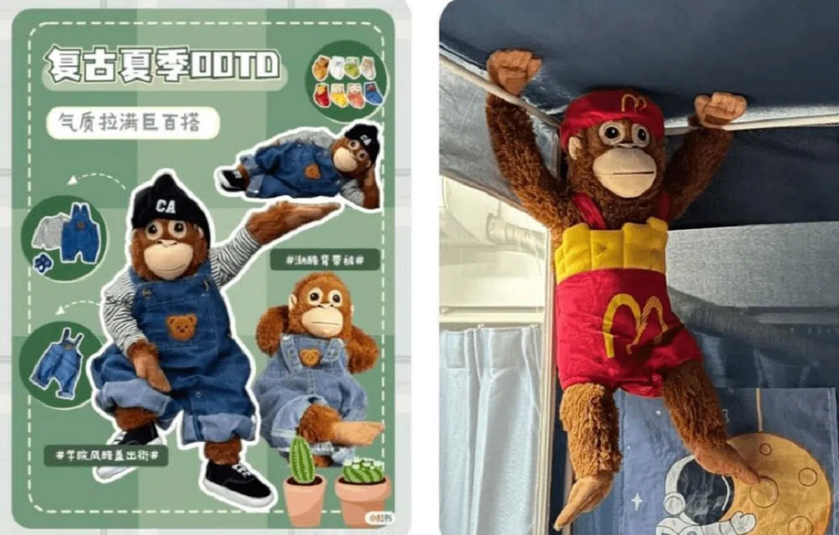 （小红书截图）