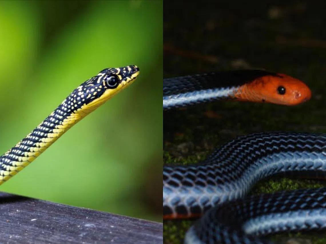天堂金花蛇（paradise tree snake）和有毒的蓝长线马来珊瑚蛇（Malayan blue coral snake）。（Kannan Raja、Shivaram Rasu） 